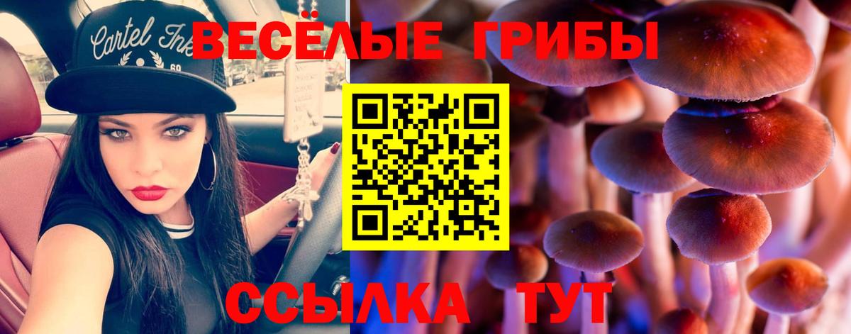 Псилоцибиновые грибы Psilocybine cubensis  Псилоцибиновые грибы прущие грибы  Топки  Вход с VPN 